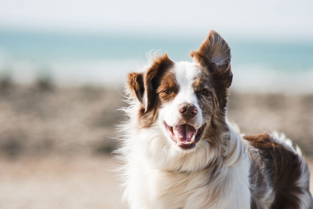 Things to Consider Before Getting A Border Collie