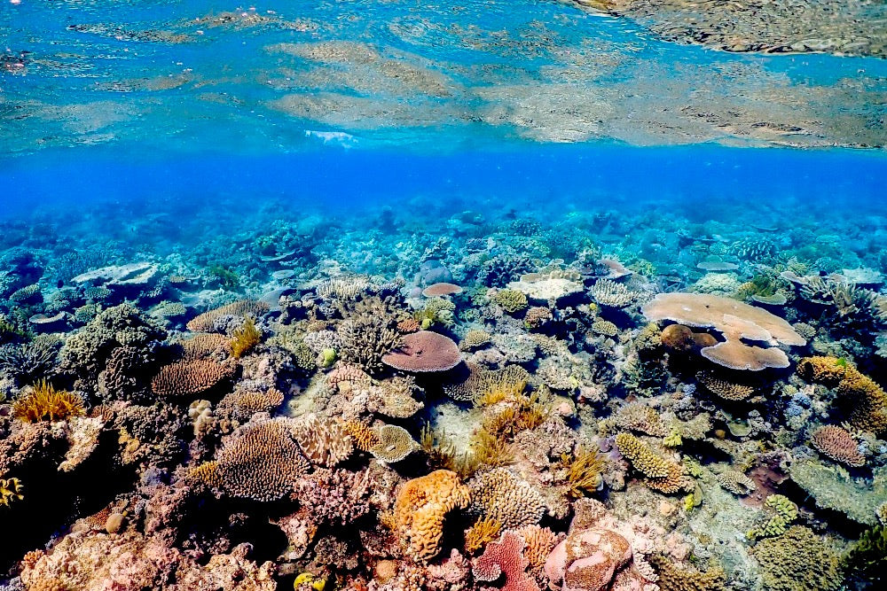 ¡Descubre los secretos que oculta La Gran Barrera de Coral!