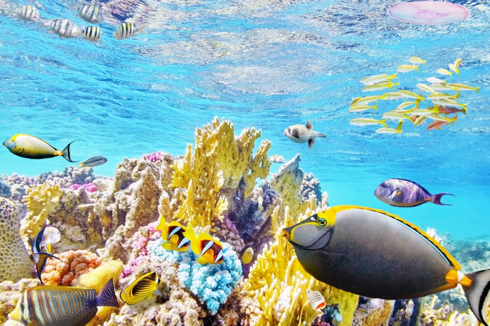 La fauna marina que esconde la Gran Barrera de Coral ¿Cúal de todos es tu animal favorito?
