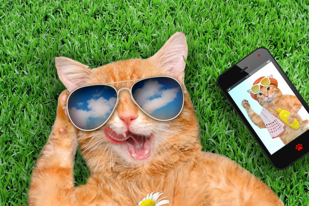 Gatos con Gafas