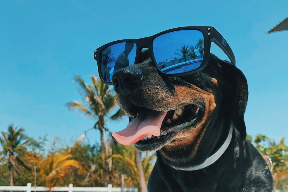Perros con Gafas de Sol